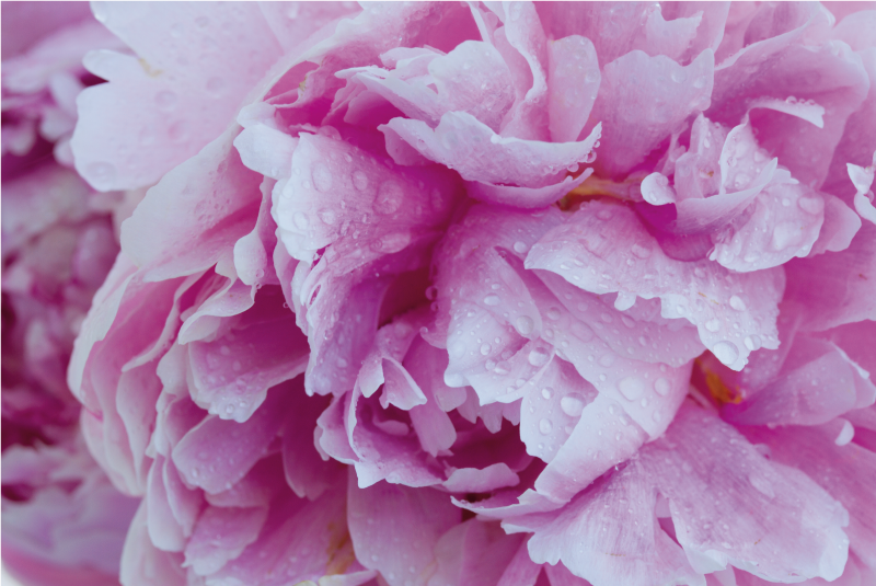 Rosenrød peon blomst vinyl teppe blomster og planter - Tenstickers