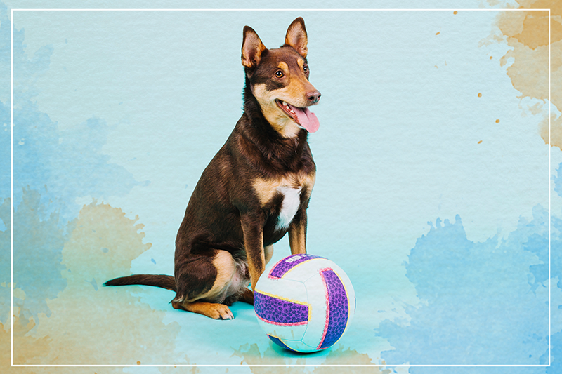 Hundevolleyball dyreteppe - Tenstickers