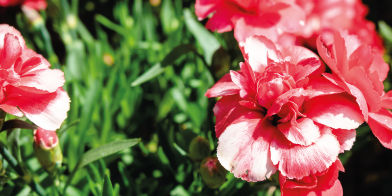 Rosa blomster og gress vinyl teppe blomster og planter - Tenstickers