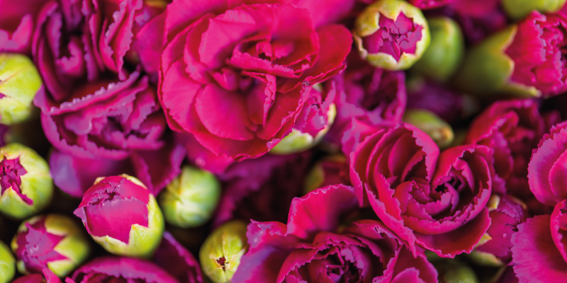 Vibrante blomster i vinyl teppe blomster og planter - Tenstickers