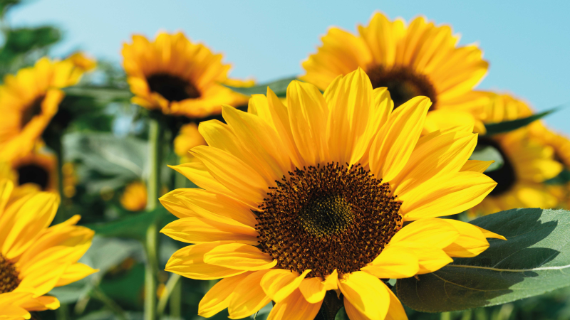 En solblomst nærbilde blomster vinyl teppe - Tenstickers