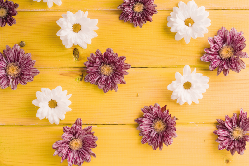 Rosa og hvite kronblader vinyl teppe blomster og planter - Tenstickers