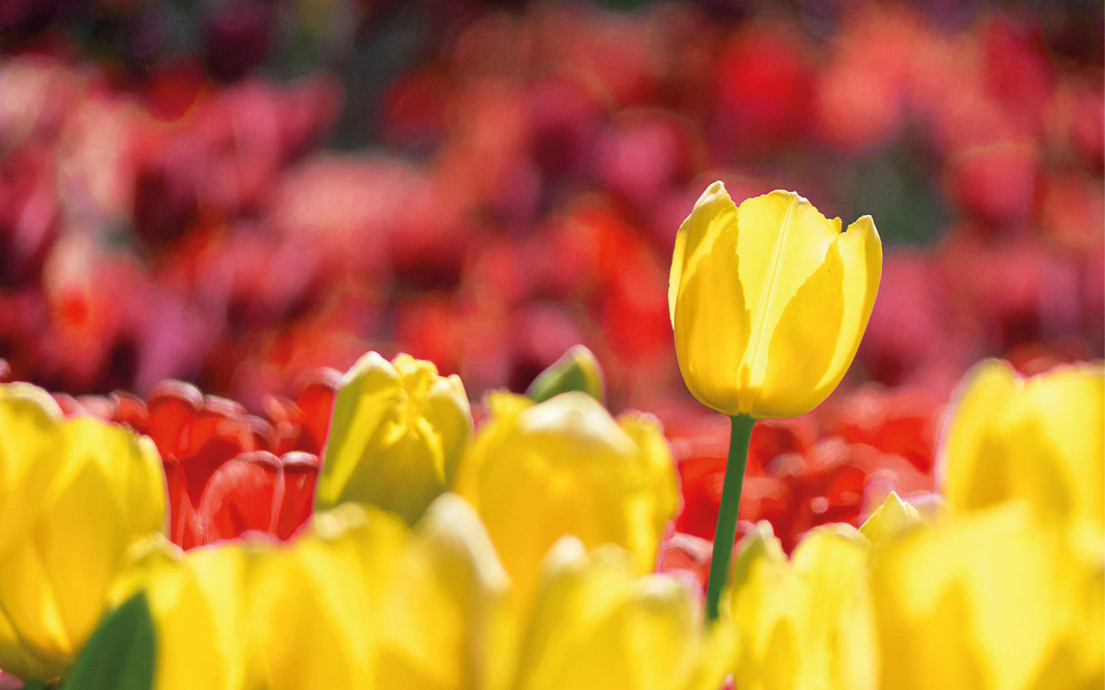 Røde og gule tulipaner blomsterteppe - Tenstickers
