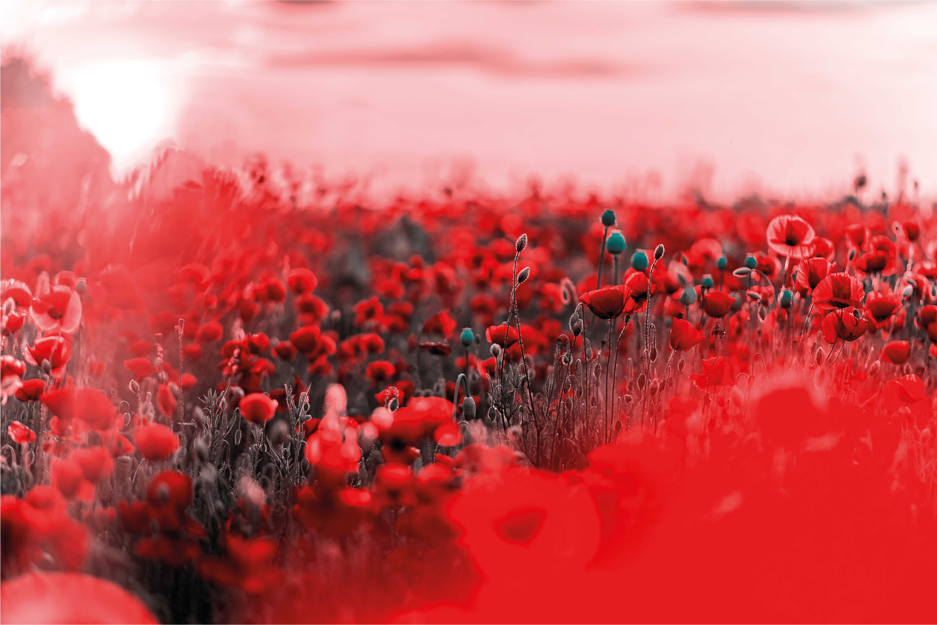 Rød blomsterscene vinyl teppe blomster og planter - Tenstickers