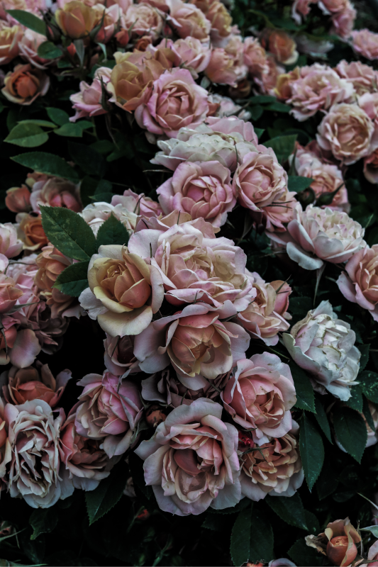 Elegant blomsterdekorasjon vinyl teppe blomster og planter - Tenstickers