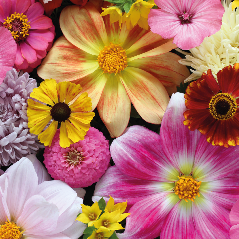 Gul og rosa blomsterteppe til hjemmekontor - Tenstickers