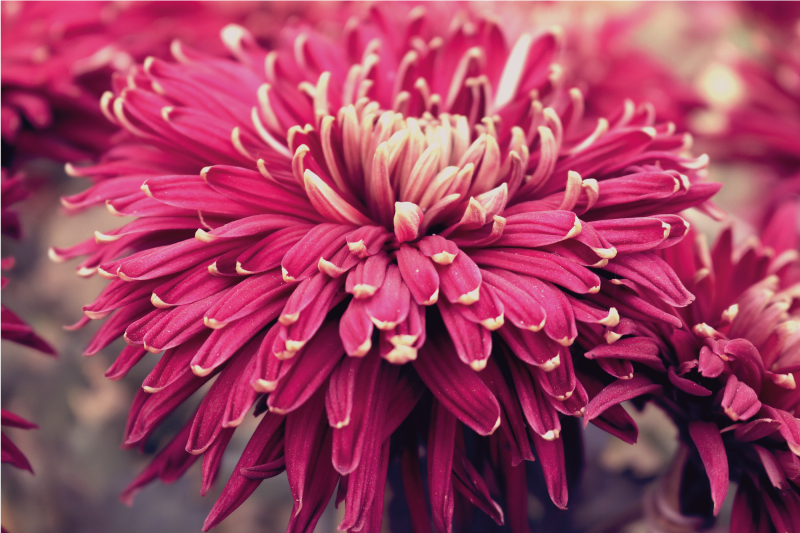 Store blomster design blomsterteppe - Tenstickers