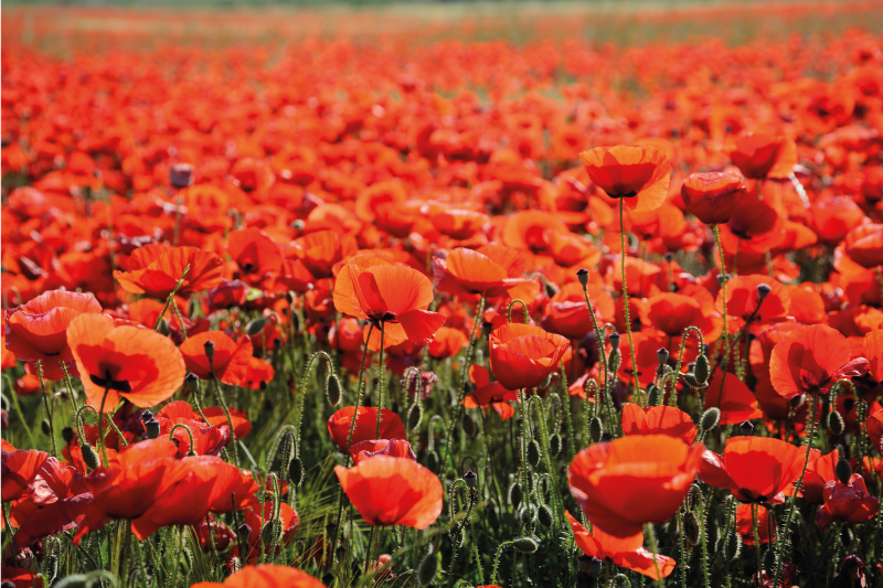 Felt av valmueblomster blomsterteppe - Tenstickers