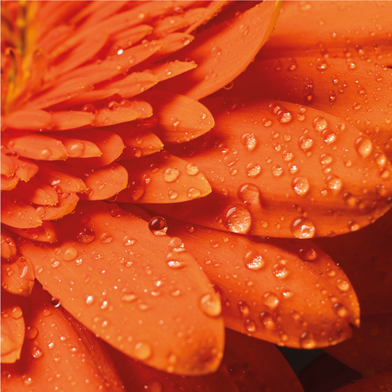 Oransje blomst i nærbilde vinyl teppe blomster og planter - Tenstickers