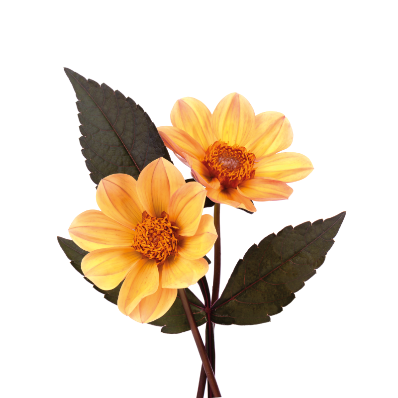 Gule blomster og svarte blader vinyl teppe rund - Tenstickers