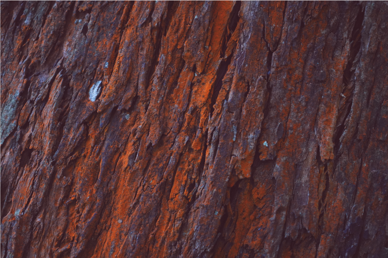 Rustikk bark vinyl teppe tre - Tenstickers