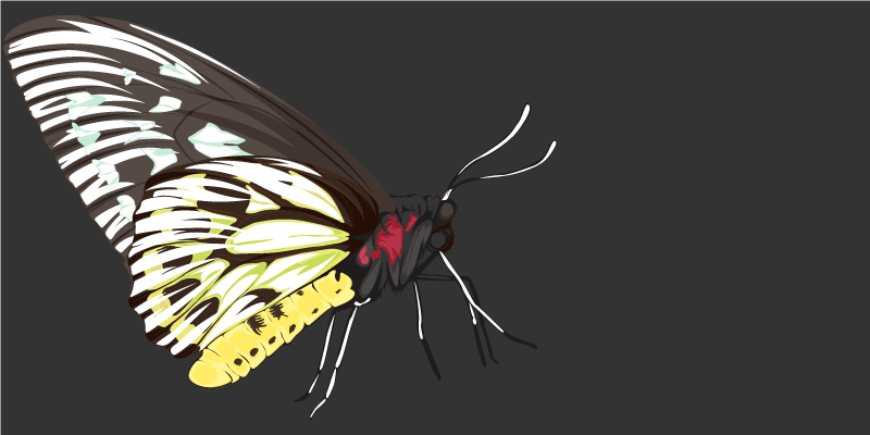 Sommerfuglbilder vinyl teppe natur - Tenstickers