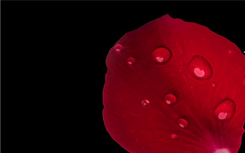 Rødt kronblad med vanndråpe vinyl teppe blomster og planter - Tenstickers