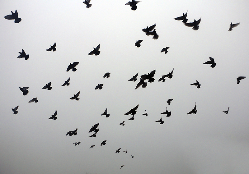 Estetisk bilde av fugler vinyl teppe soverom - Tenstickers