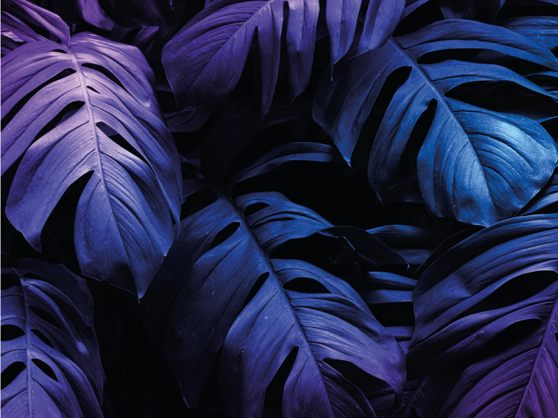 Design av tropiske blader blomst vinyltepper - Tenstickers