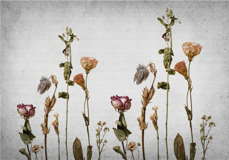 Botaniske bilder vinyl teppe blomster og planter - Tenstickers