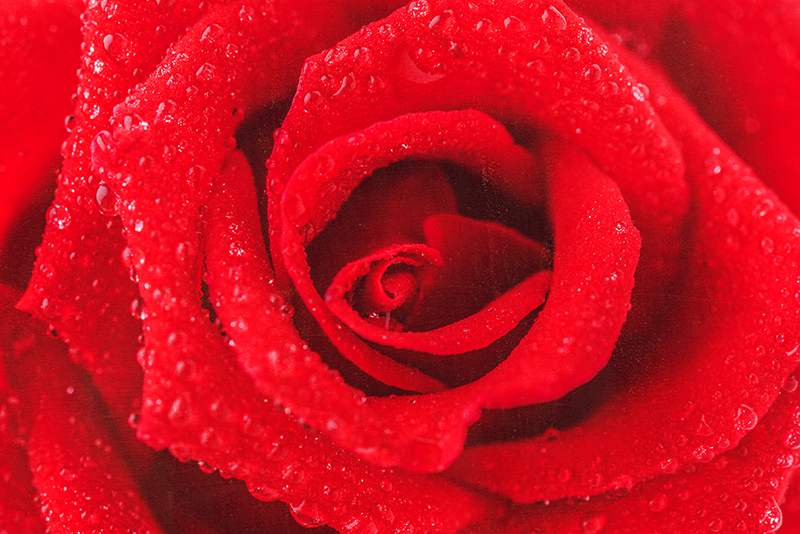 Rose blomst vinyl teppe rød - Tenstickers