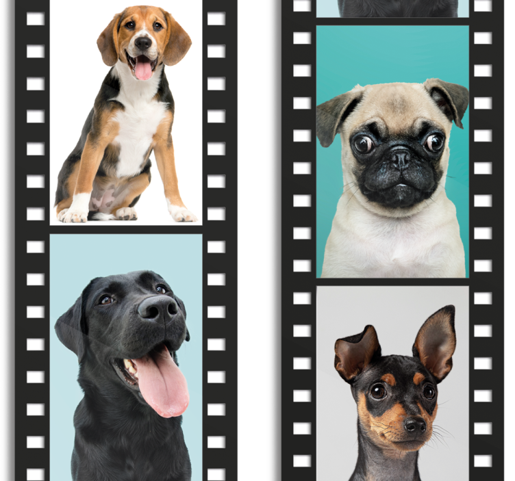 Hundefilmstripe hund tapet - Tenstickers